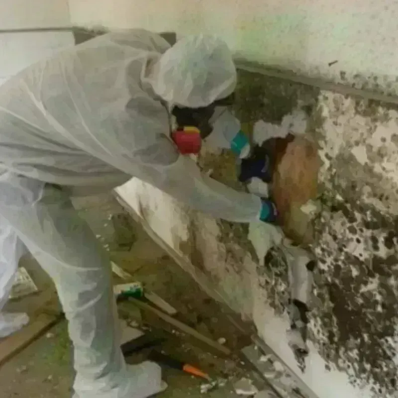 Mold Remediation and Removal in Uinta County, WY